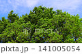 A tree swaying violently in the strong winds of the season of fresh green leaves. 141005054