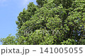 A tree swaying violently in the strong winds of the season of fresh green leaves. 141005055
