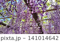 A video of wisteria flowers swaying in the wind on a wisteria trellis. A video of wisteria flowers swaying in the wind on a wisteria trellis. 141014642