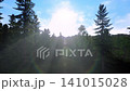 forest backlighting fly through 141015028
