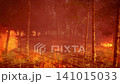 intense wildfire burning through birch forest with flying sparks 141015033