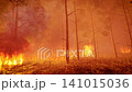 raging wildfire consuming forest ground and birch trees 141015036