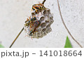 フタモンアシナガバチの営巣　‐Polistes chinensis‐	 141018664