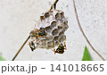 フタモンアシナガバチの営巣　‐Polistes chinensis‐	 141018665