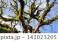 Low angle panning shot of majestic Trembesi trees adorned with lush green epiphytes and ferns against a bright blue sky in De Djawatan Forest, Banyuwangi, Indonesia. 141023205