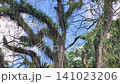 Low angle panning shot of majestic Trembesi trees adorned with lush green epiphytes and ferns against a bright blue sky in De Djawatan Forest, Banyuwangi, Indonesia. 141023206