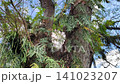 Low angle panning shot of majestic Trembesi trees adorned with lush green epiphytes and ferns against a bright blue sky in De Djawatan Forest, Banyuwangi, Indonesia. 141023207