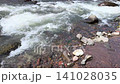 Scenic view of a fast-flowing rocky river in Songgon, Banyuwangi, Indonesia. Lush green pine forest and a clear blue sky in the background. Beautiful, fresh nature landscape on a sunny day. 141028035