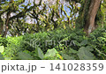 Panning up from lush taro leaves to the majestic, enchanted canopy of Trembesi trees covered in hanging epiphytes at De Djawatan Forest, Banyuwangi, Indonesia. 141028359