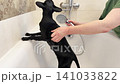Black cat washing in bathtub, black oriental cat taking shower. 4K video with miaow audio 141033822