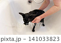 Black cat washing in bathtub, black oriental cat taking shower. 4K video with miaow audio 141033823