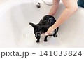 Black cat washing in bathtub, black oriental cat taking shower. 4K video with miaow audio 141033824