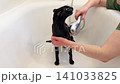 Black cat washing in bathtub, black oriental cat taking shower. 4K video with miaow audio 141033825
