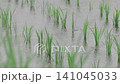 雨降る水田 141045033