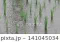 雨降る水田 141045034