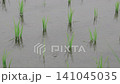 雨降る水田 141045035