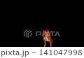 The Enchanting Campfire Flames Are Flickering Beautifully Against the Darkness Around Us The Enchanting Campfire Flames Are Flickering Beautifully Against the Darkness Around Us 141047998