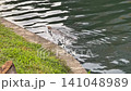 Water Monitor Lizard Swimming In Park Lake 141048989