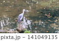 Asian Openbill Stork Standing By Park Pond 141049135