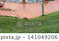 Water Monitor Lizard Crawling From Grass Into Lake 141049206