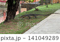 Large Water Monitor Lizard Crawling On Park Grass By Tree 141049289