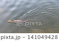Water Monitor Lizard Swimming In Lake With Swinging Tail 141049428