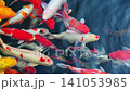 colorful Japanese fancy carp koi fishes swim in pond in Asia in a garden 141053985
