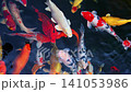 Beautiful colorful Japanese fancy carp koi fishes swim in pond in Asia 141053986
