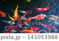 Beautiful colorful Japanese fancy carp koi fishes swim in a pond in Asia in a garden 141053988