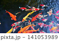 Beautiful colorful Japanese fancy carp koi fishes swim in a pond in Asia in garden 141053989