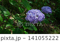 Hydrangeas swaying in the wind 141055222