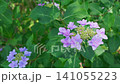 Hydrangeas swaying in the wind 141055223