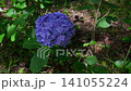 Hydrangeas swaying in the wind 141055224
