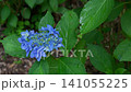 Hydrangea during the rainy season 141055225