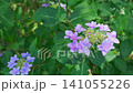 Hydrangeas swaying in the wind 141055226