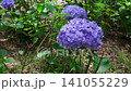 Hydrangeas swaying in the wind 141055229
