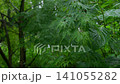 Ax at the time of the rainy season 141055282