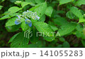 Hydrangea during the rainy season 141055283