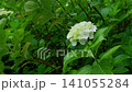 Hydrangea during the rainy season 141055284
