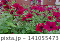 Petunia shaking in the wind 141055473
