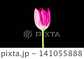 Tulips Blossoms. Beautiful Timelapse of Pink Tulip Flower Blooming on Black Background. 4K. 141055888