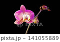 Orchid Blossoms. Blooming Red Orchid Phalaenopsis Flower on Black Background. Time Lapse. 4K. 141055889