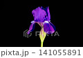 Iris Blossoms. Blooming Violet Iris Flower on Black Background. Time Lapse. 4K. 141055891