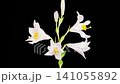 White Lily Blossoms. Time Lapse of Opening Beautiful White Lily Flowers. Black Background. 4K. 141055892