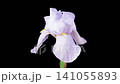 Iris Blossoms. Blooming White Iris Flower on Black Background. Time Lapse. 4K. 141055893