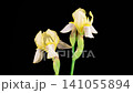 Iris Blossoms. Blooming Yellow Iris Flower on Black Background. Time Lapse. 4K. 141055894