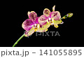 Orchid Blossoms. Blooming Yellow - Magenta Orchid Phalaenopsis Flower on Black Background. Time Lapse. 4K. 141055895