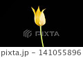 Tulip Blossoms. Beautiful Timelapse of Yellow Tulip Flower Blooming on Black Background. 4K. 141055896