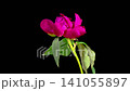 Red Peony Blossoms. Time Lapse of Beautiful Red Peony Flowers Blooming on Black Background. 4K. 141055897