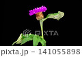 Beautiful Time Lapse of Blossoms Purple Flower of Persian Cornflower. Centaurea Dealbata. Black Background. 4K. 141055898